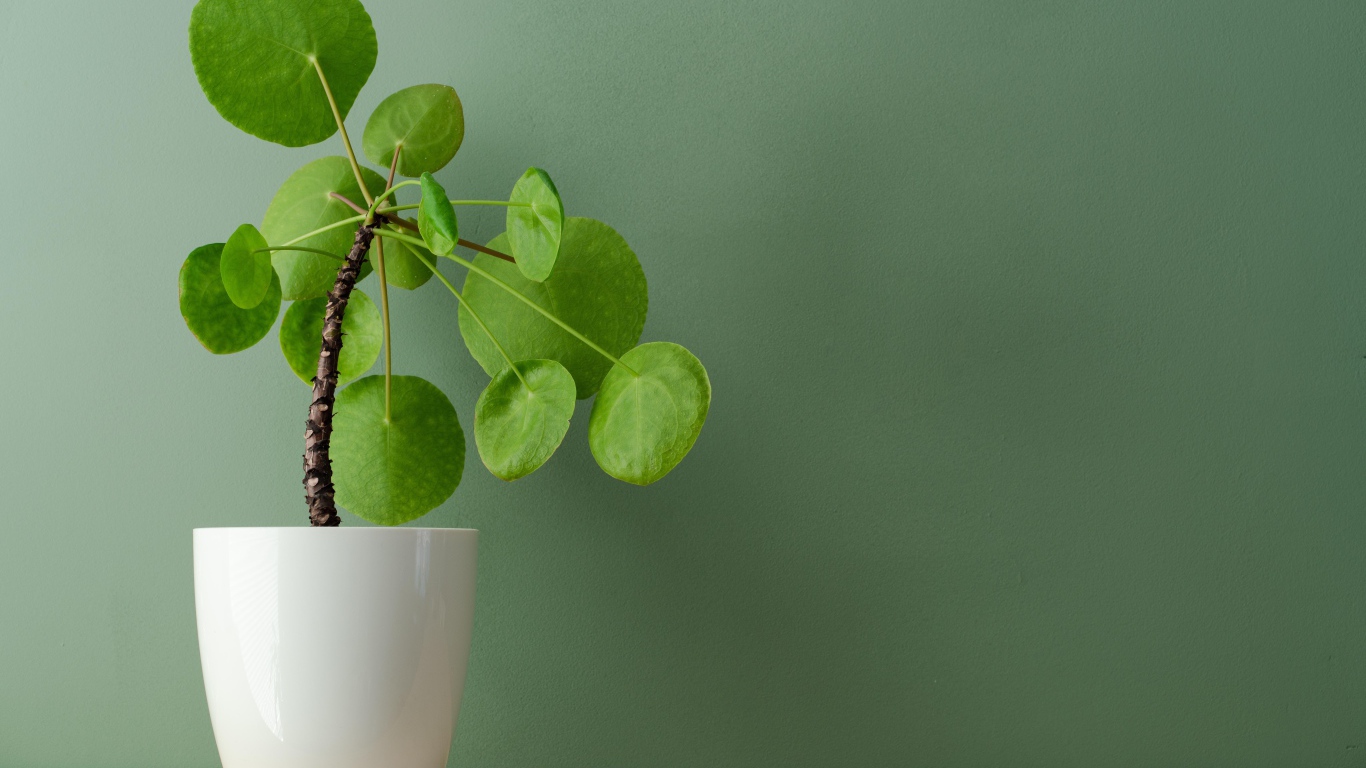 Комнатный цветок в белом горшке у стены