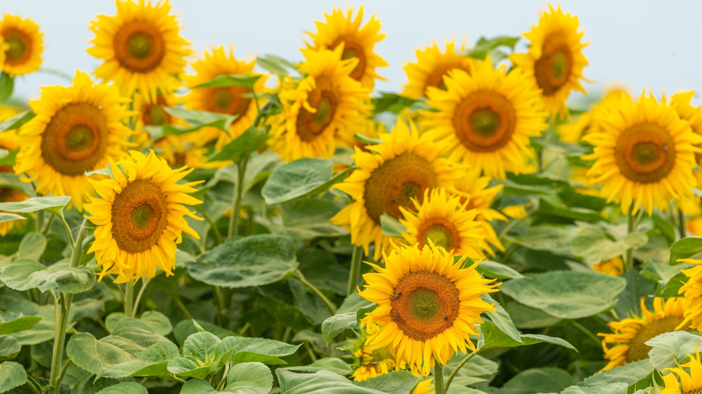 Большие цветущие подсолнухи с зелеными листьями летом на поле 