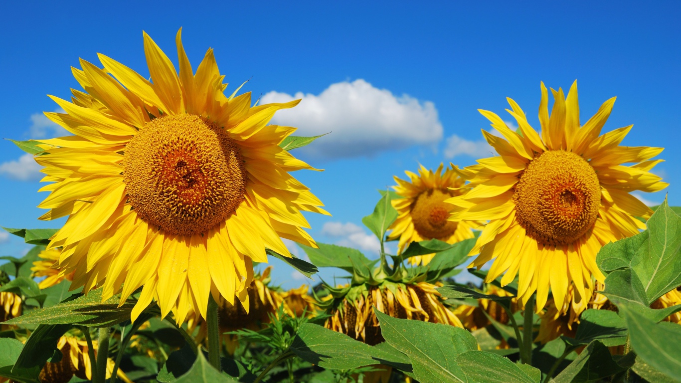 Большие желтые цветущие подсолнухи на поле 