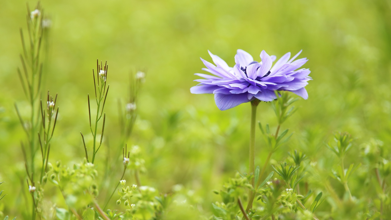 Сиреневый цветок Анемоне растет на поле в зеленой траве