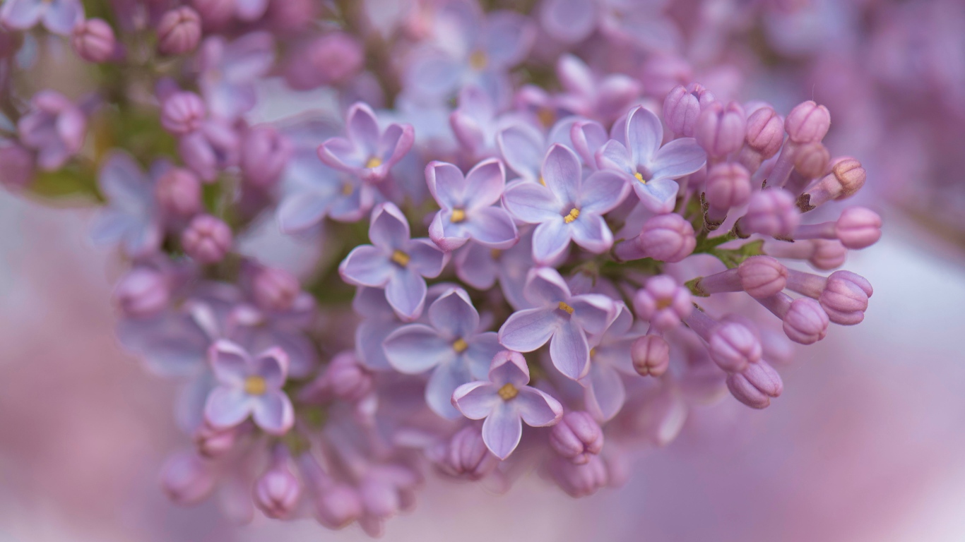 Ветка сирени крупным планом 