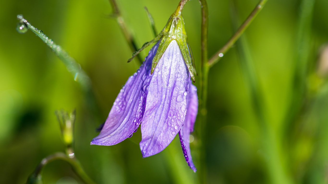 Сиреневый цветок колокольчик в каплях росы
