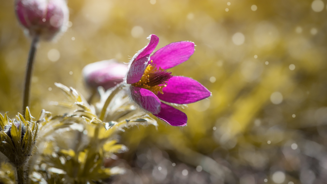Сиреневый цветок прострела в поле 