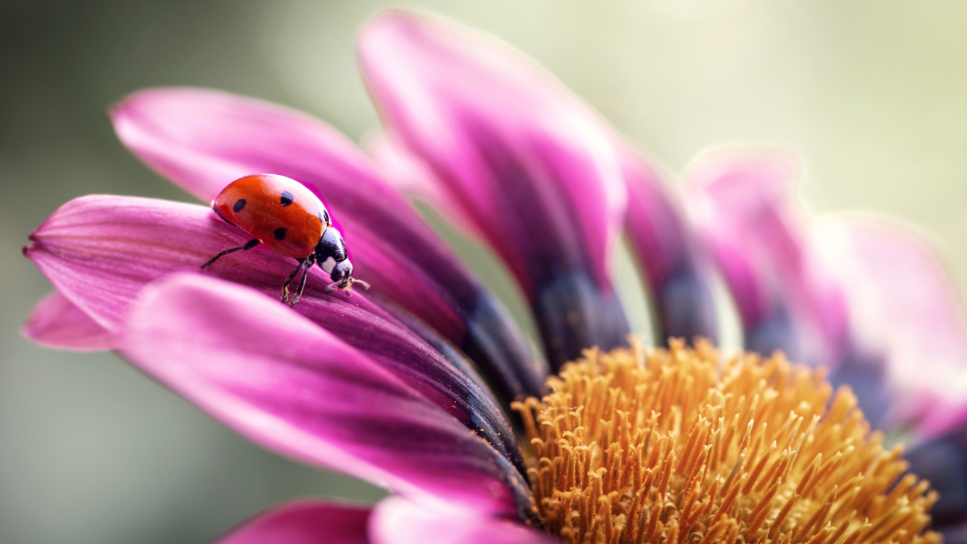 Сиреневый цветок остеоспермум с божьей коровкой на лепестке 