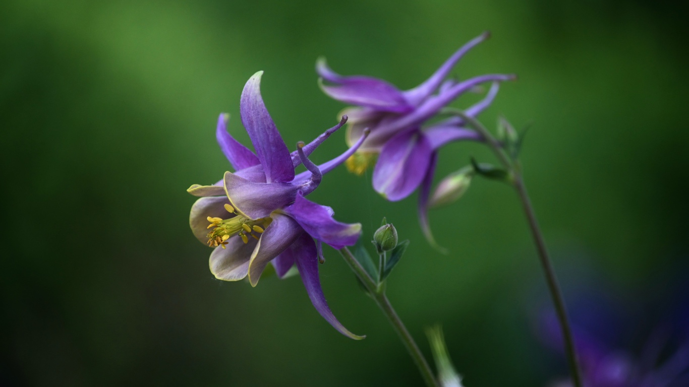 Сиреневые цветы водосбор крупным планом