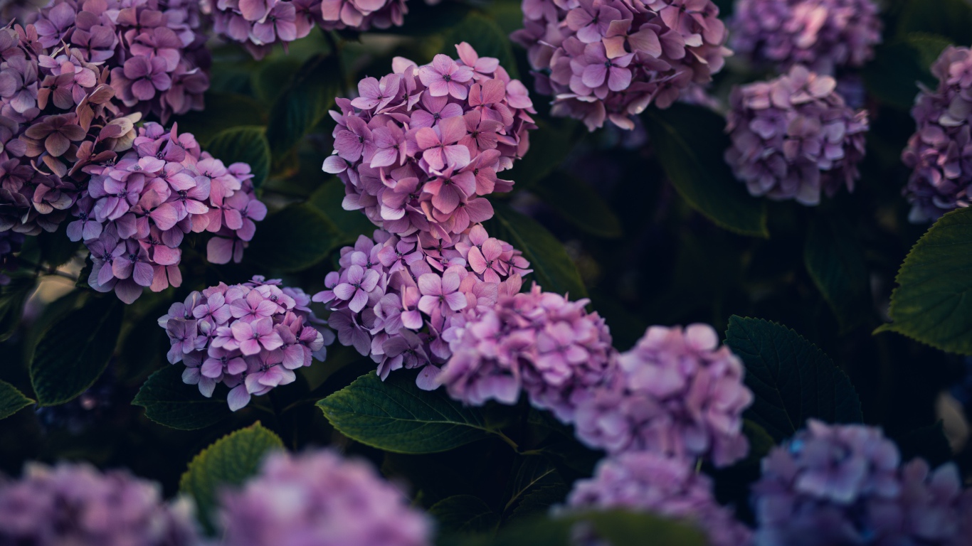 Сиреневые цветы гортензии в саду
