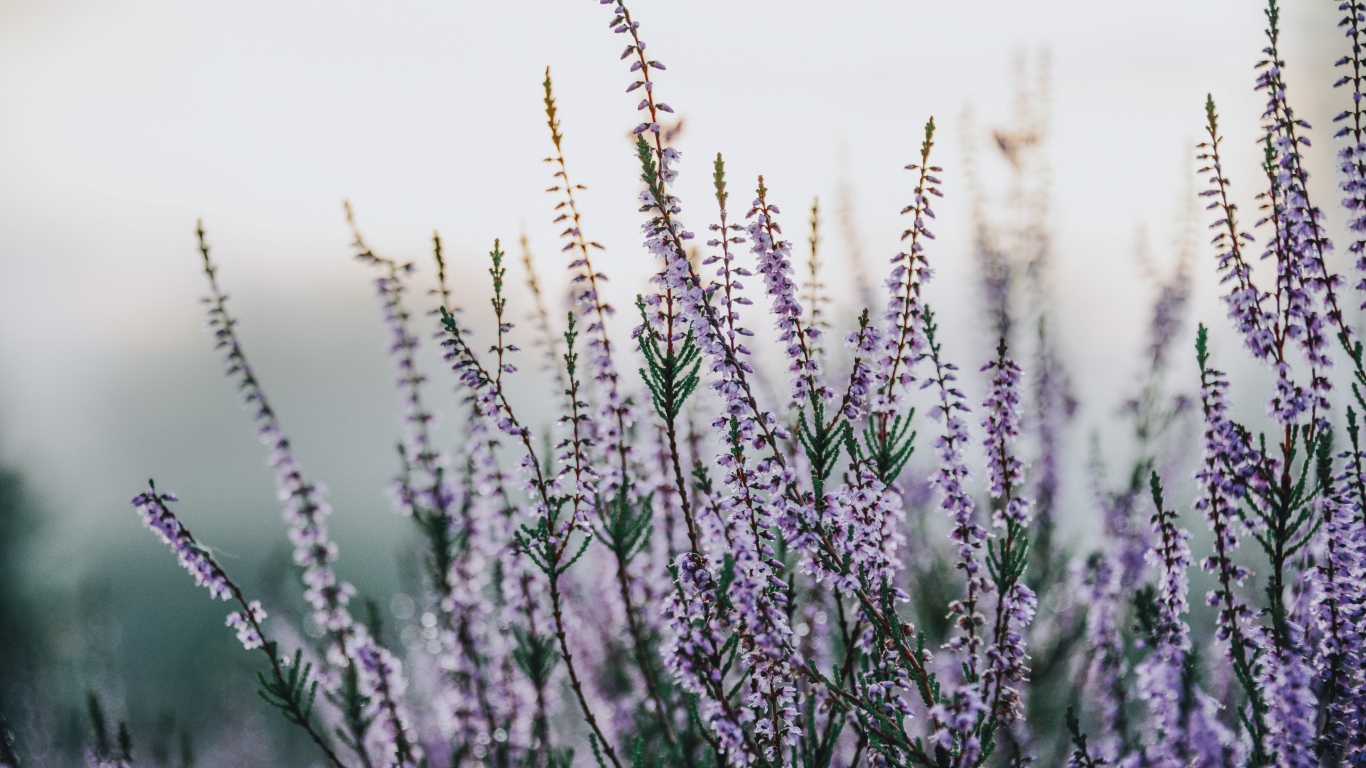 Сиреневые полевые цветы крупным планом