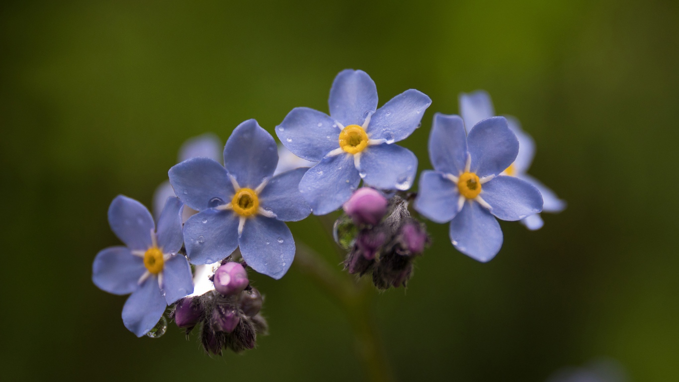 Маленькие синие незабудки крупным планом