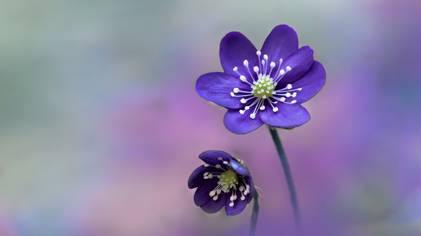 Маленькие фиолетовые цветы на размытом фоне