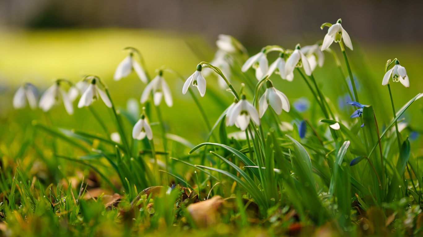 Маленькие белые подснежники  на траве
