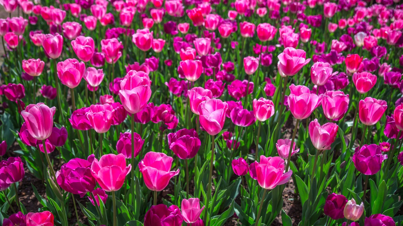 Много красивых розовых тюльпанов на клумбе весной 