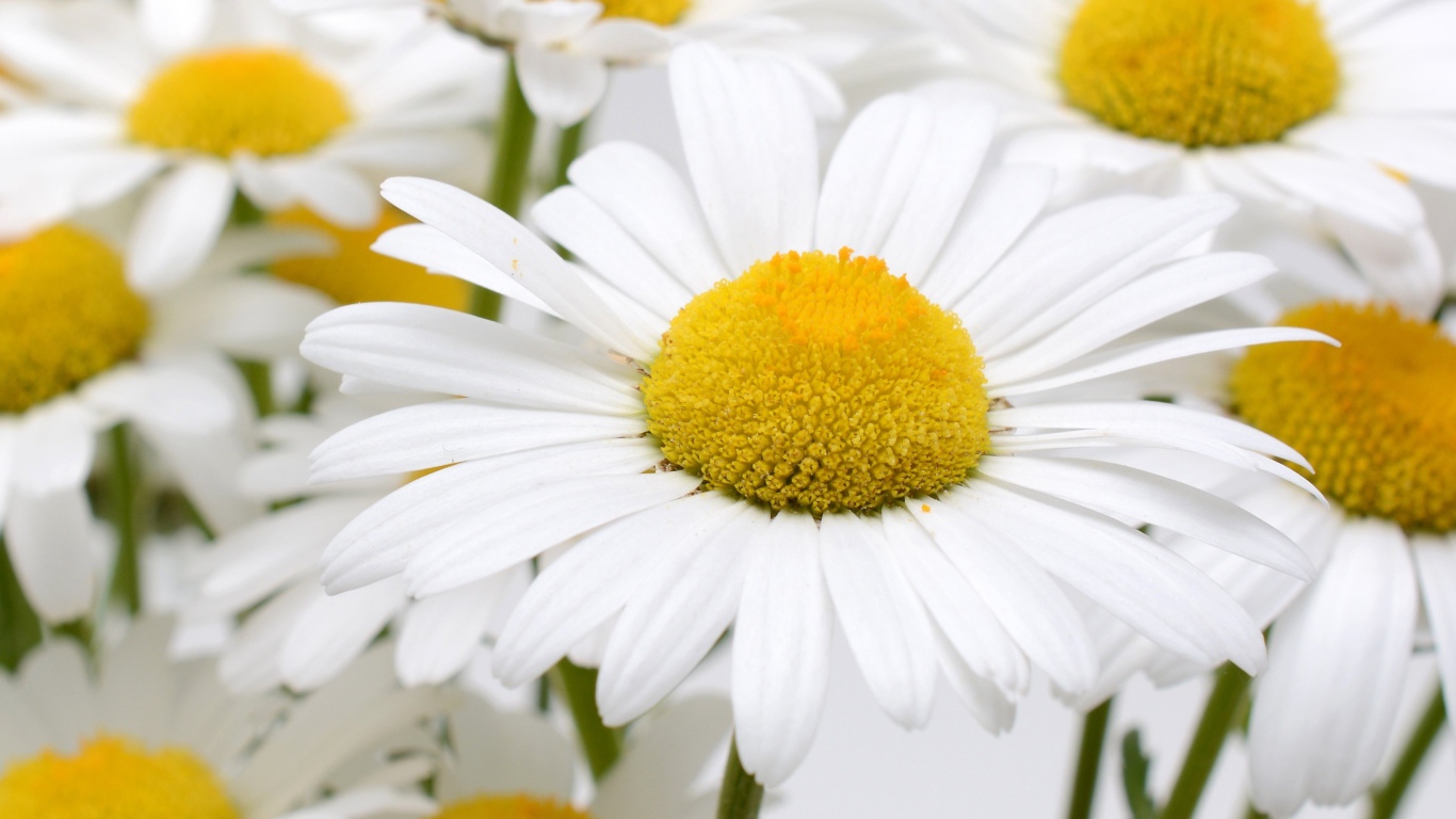 Много белых ромашек с желтой серединкой крупным планом