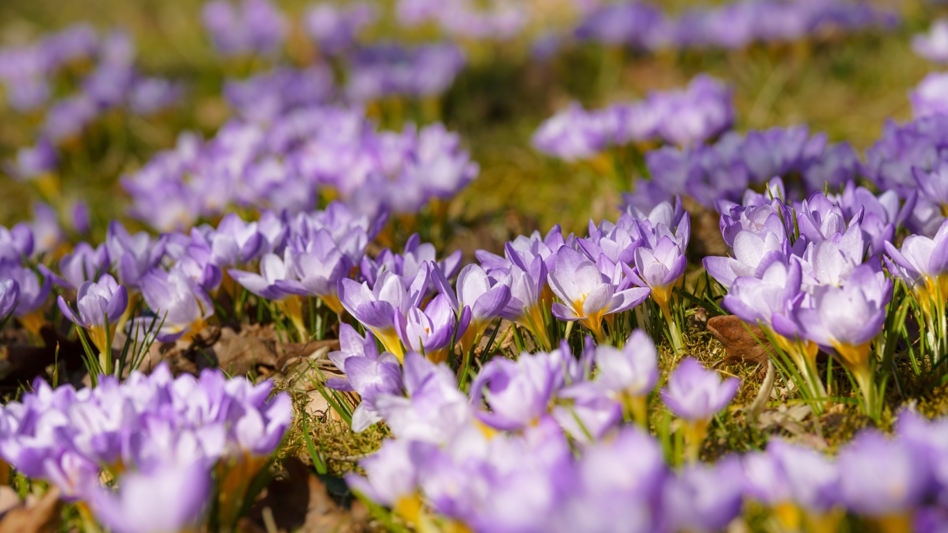 Много красивых сиреневых цветов крокуса на поляне