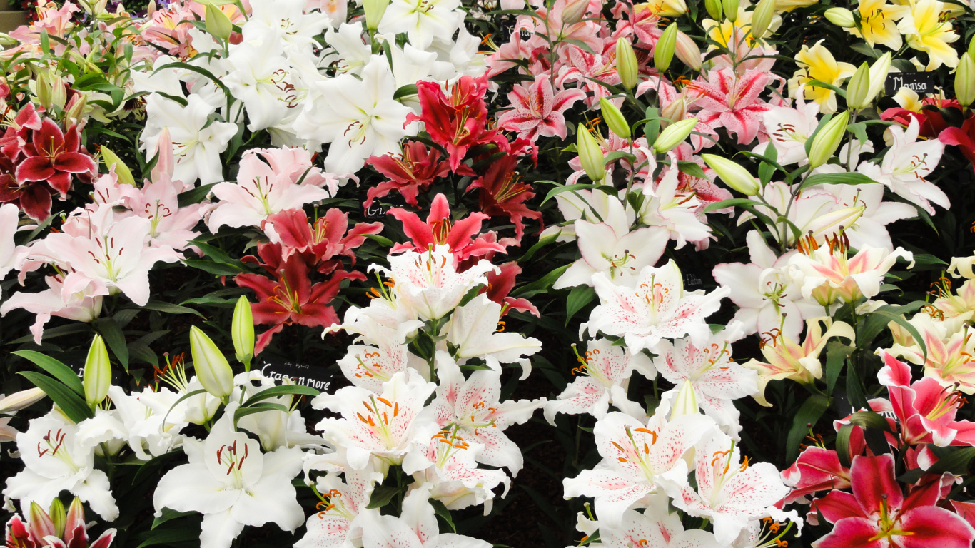 Много красивых разноцветных цветом лилии 