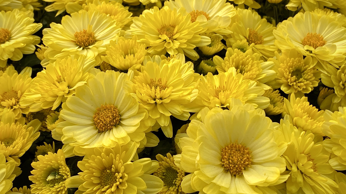 Много красивых желтых цветов хризантемы 
