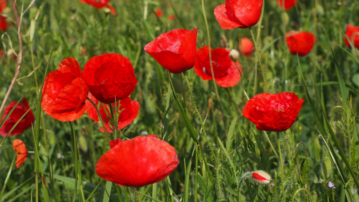 Много красных полевых маков с бутонами в зеленой траве