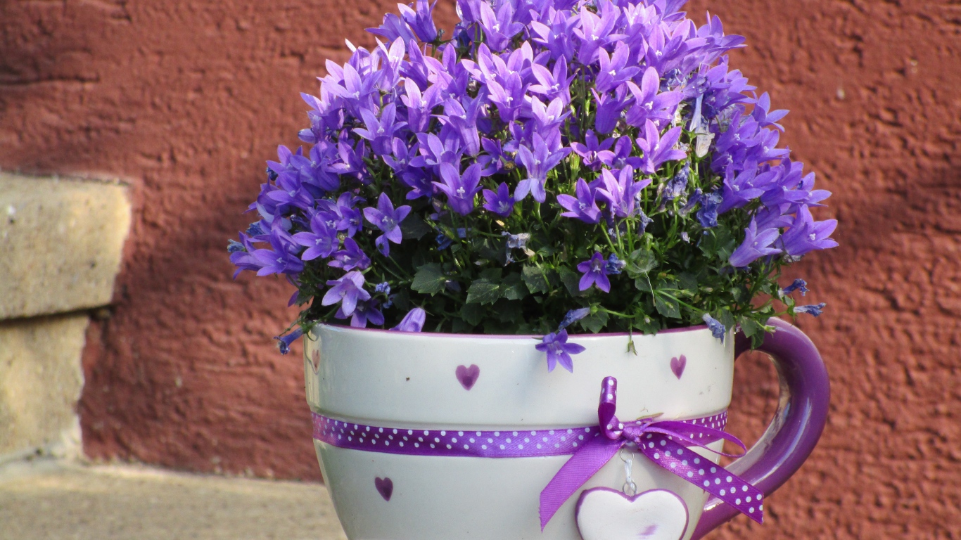 Много мелкий фиолетовых цветок в кружке