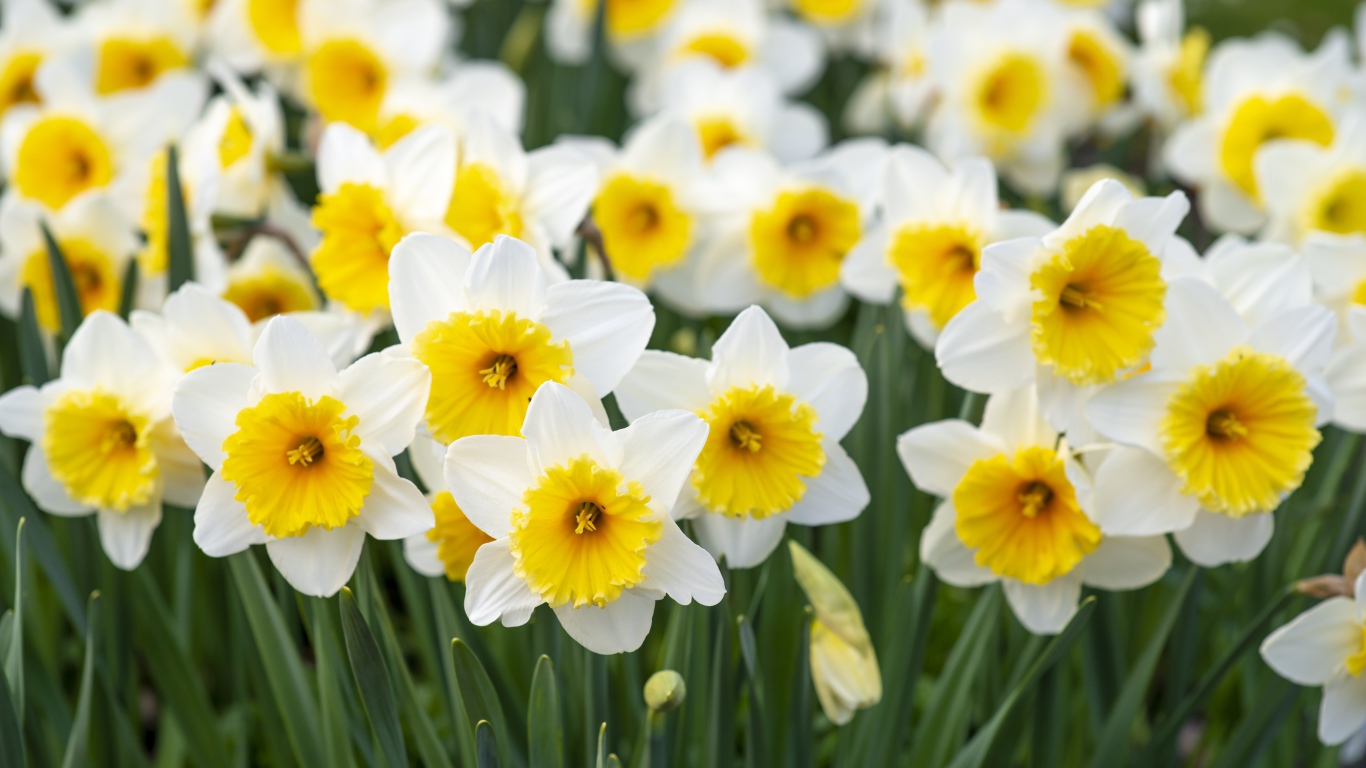 Много белых нарциссов с желтой серединкой на клумбе весной