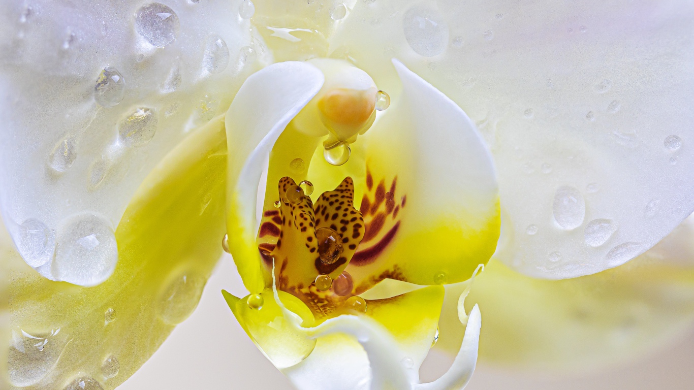 Серединка цветка орхидеи в воде крупным планом