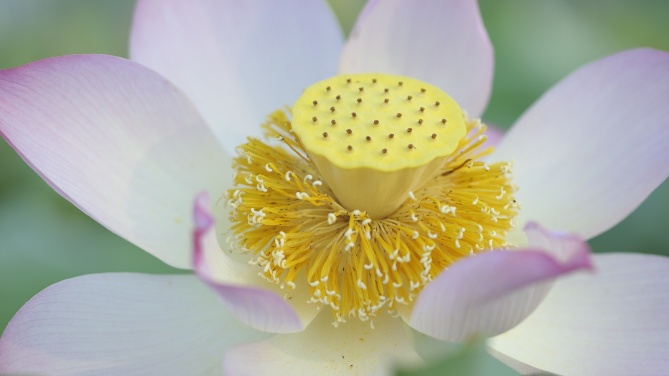 Серединка розового цветка лотоса 