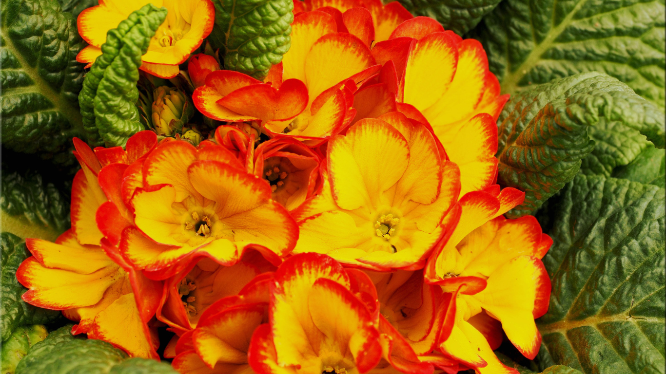 Оранжевый комнатный цветок примула с зелеными листьями