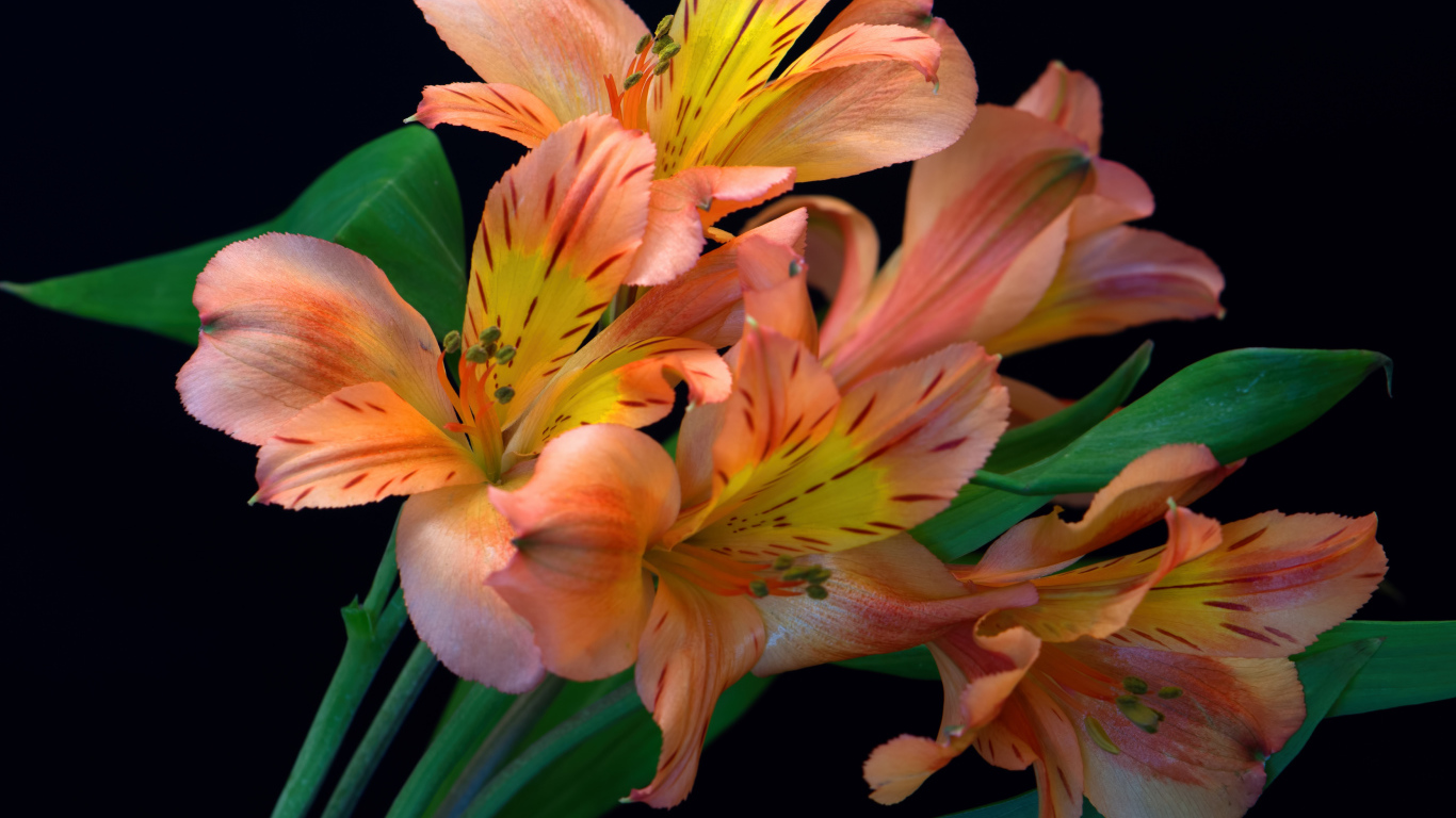 Оранжевые цветы альстромерии на черном фоне 