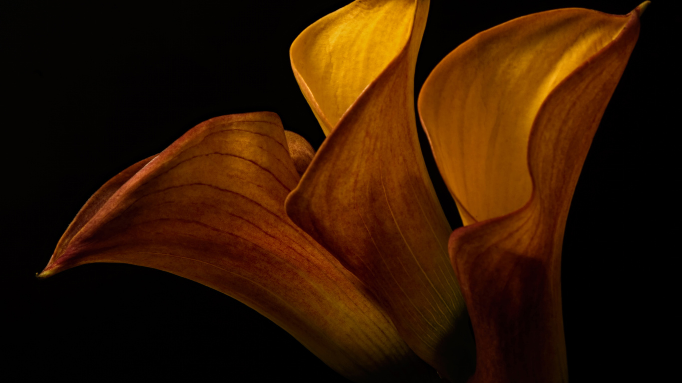 Оранжевые цветы каллы на черном фоне крупным планом