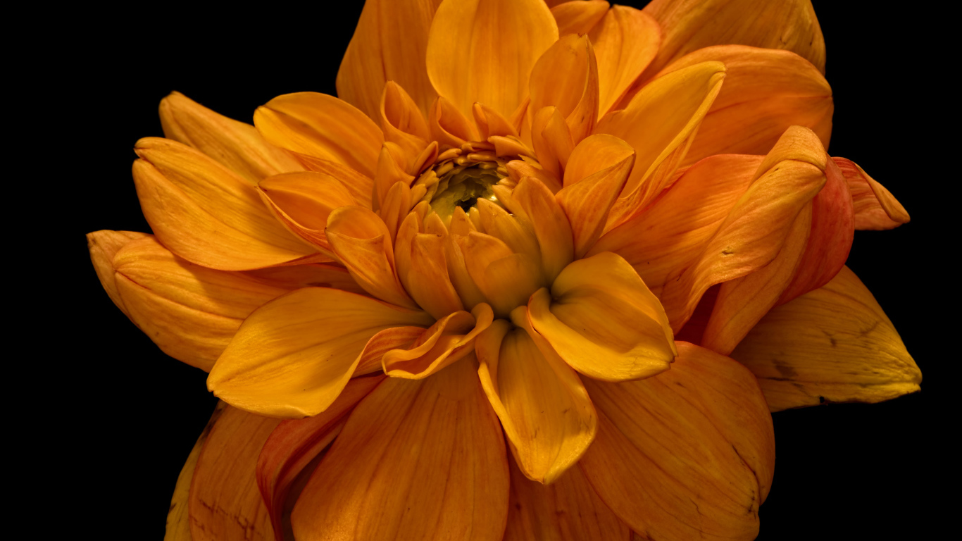 Цветок оранжевой хризантемы на черном фоне крупным планом