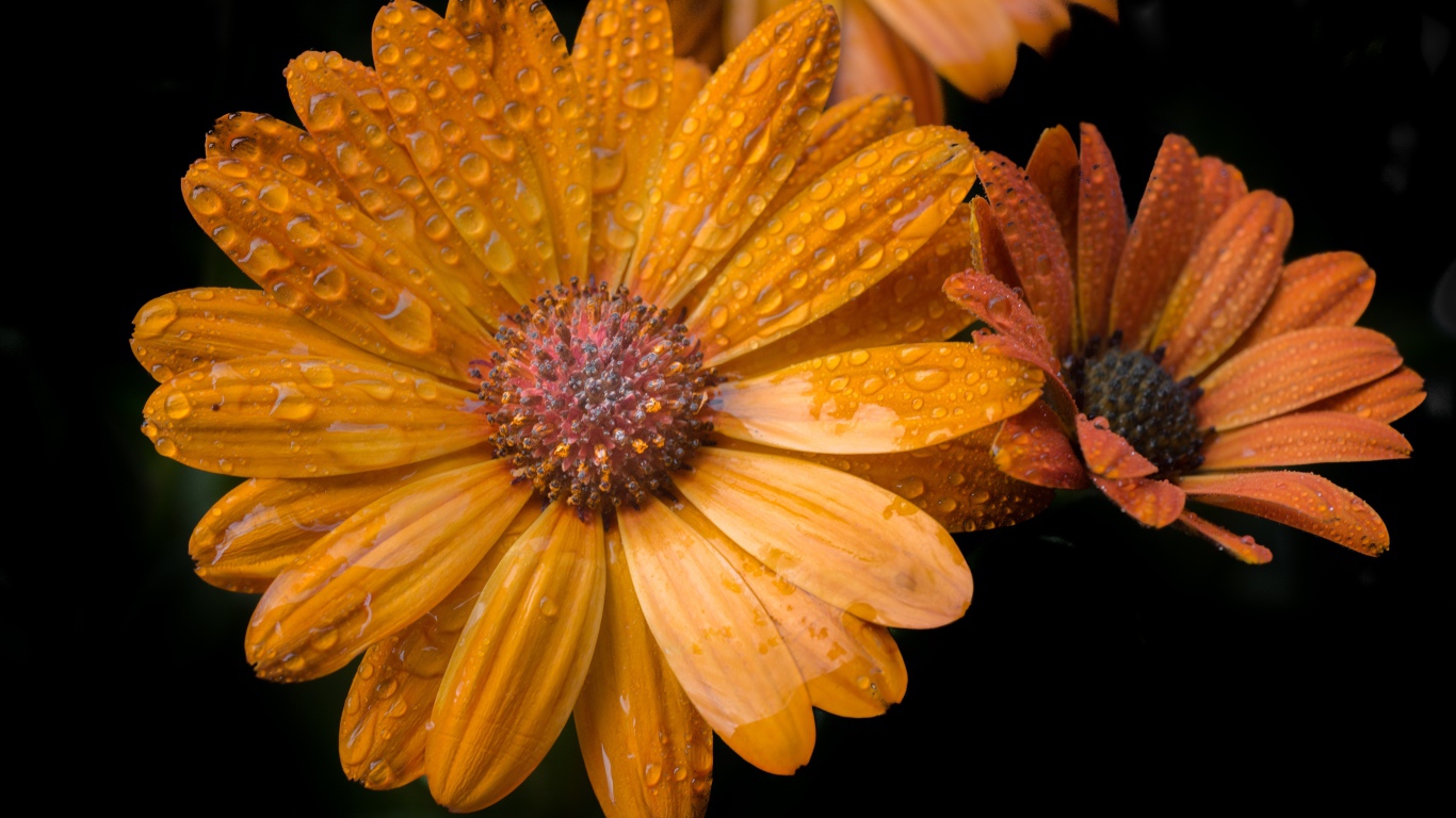Оранжевые цветы в каплях росы на черном фоне