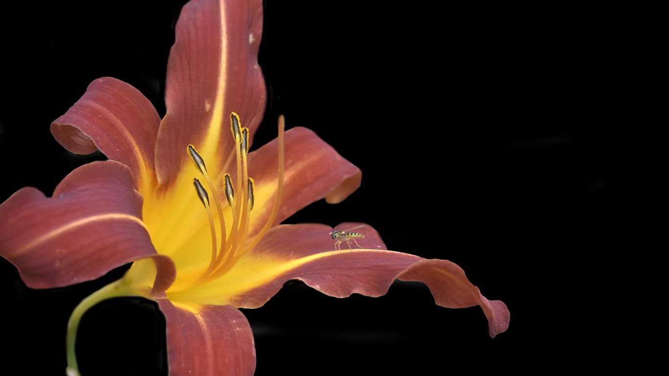 Оранжевый цветок лилии на черном фоне