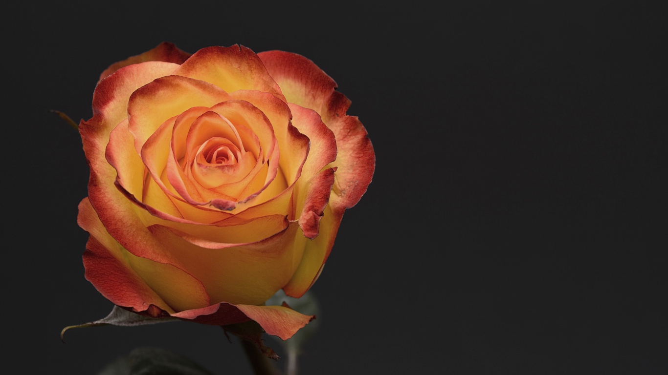 Оранжевая роза на сером фоне