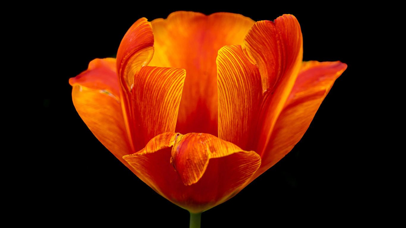 Оранжевый тюльпан на черном фоне крупным планом