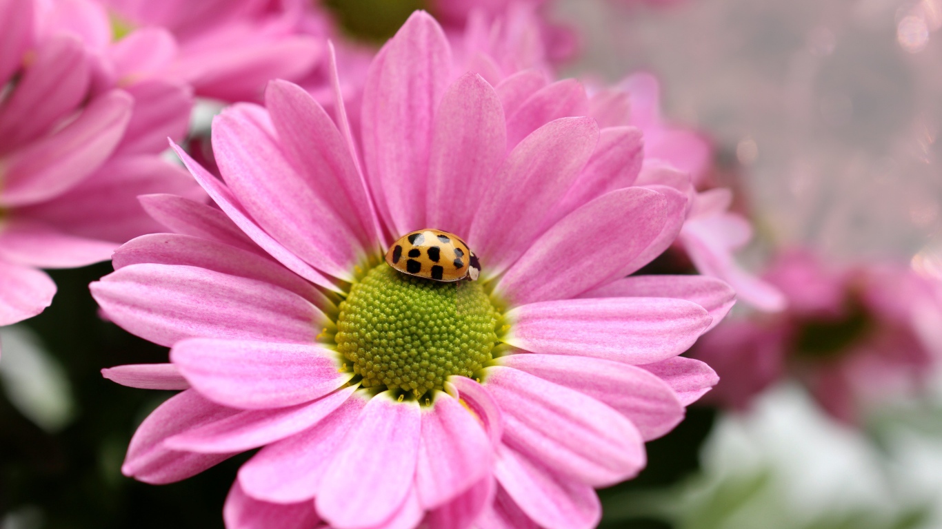 Розовый цветок хризантемы с божьей коровкой