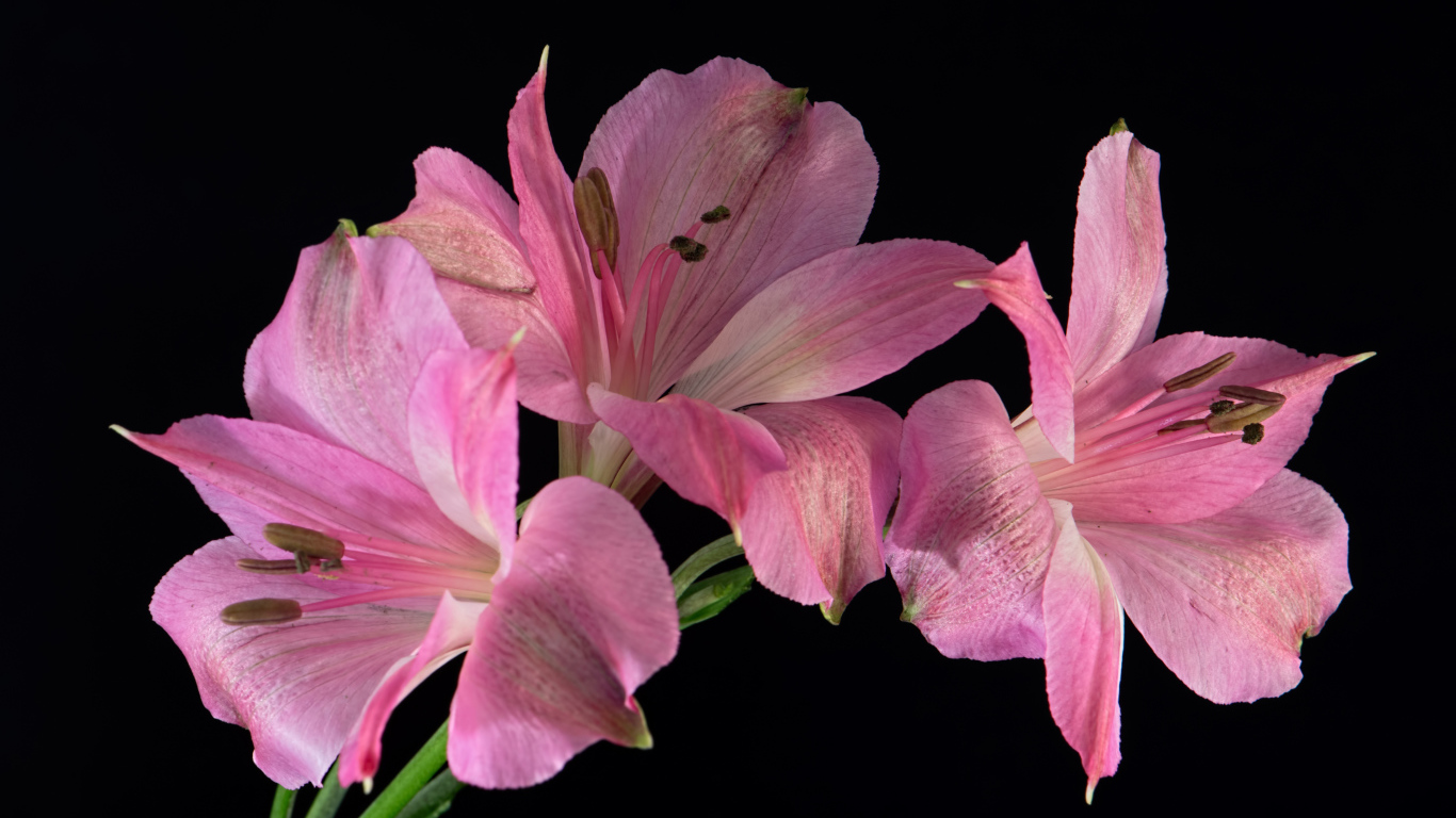 Розовые цветы альстромерия на черном фоне