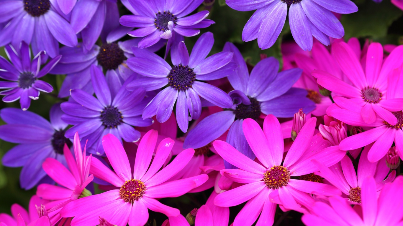 Розовые и фиолетовые цветы остеоспермум