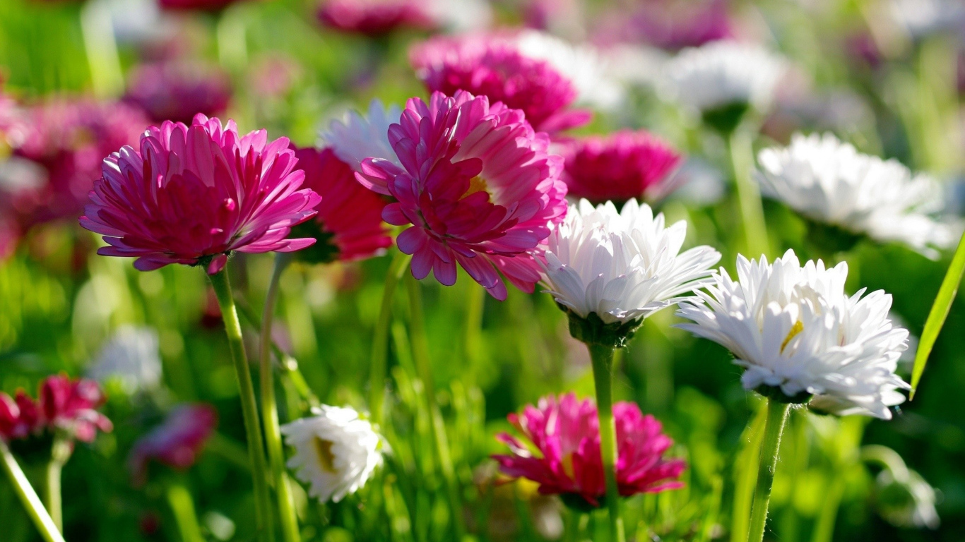 Розовые и белые маргаритки  в лучах солнца 