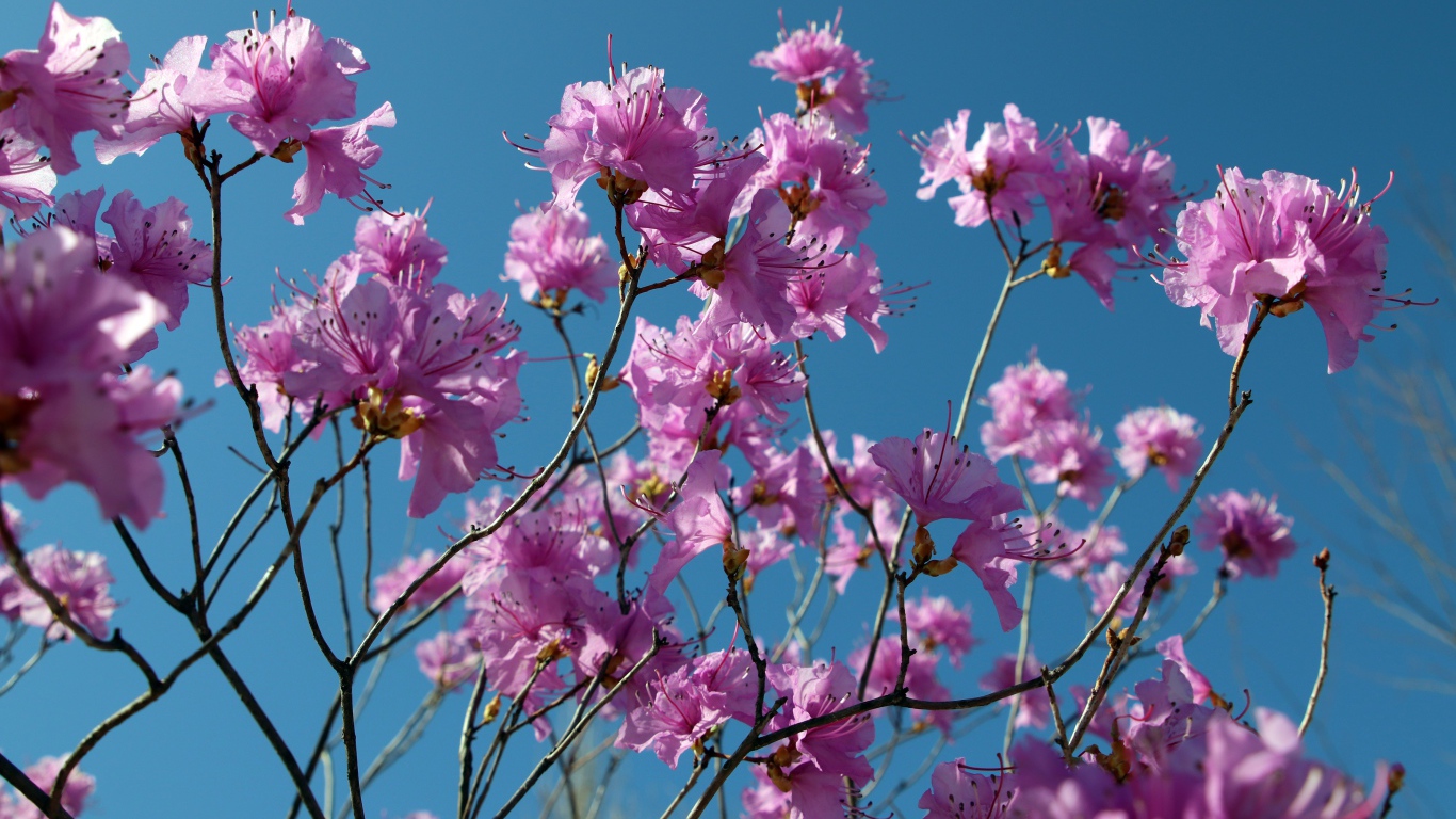 Розовые цветы азалия на ветках дерева на фоне голубого неба
