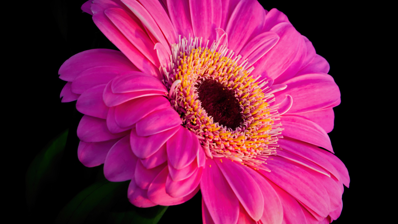 Розовый красивый цветок герберы на черном фоне
