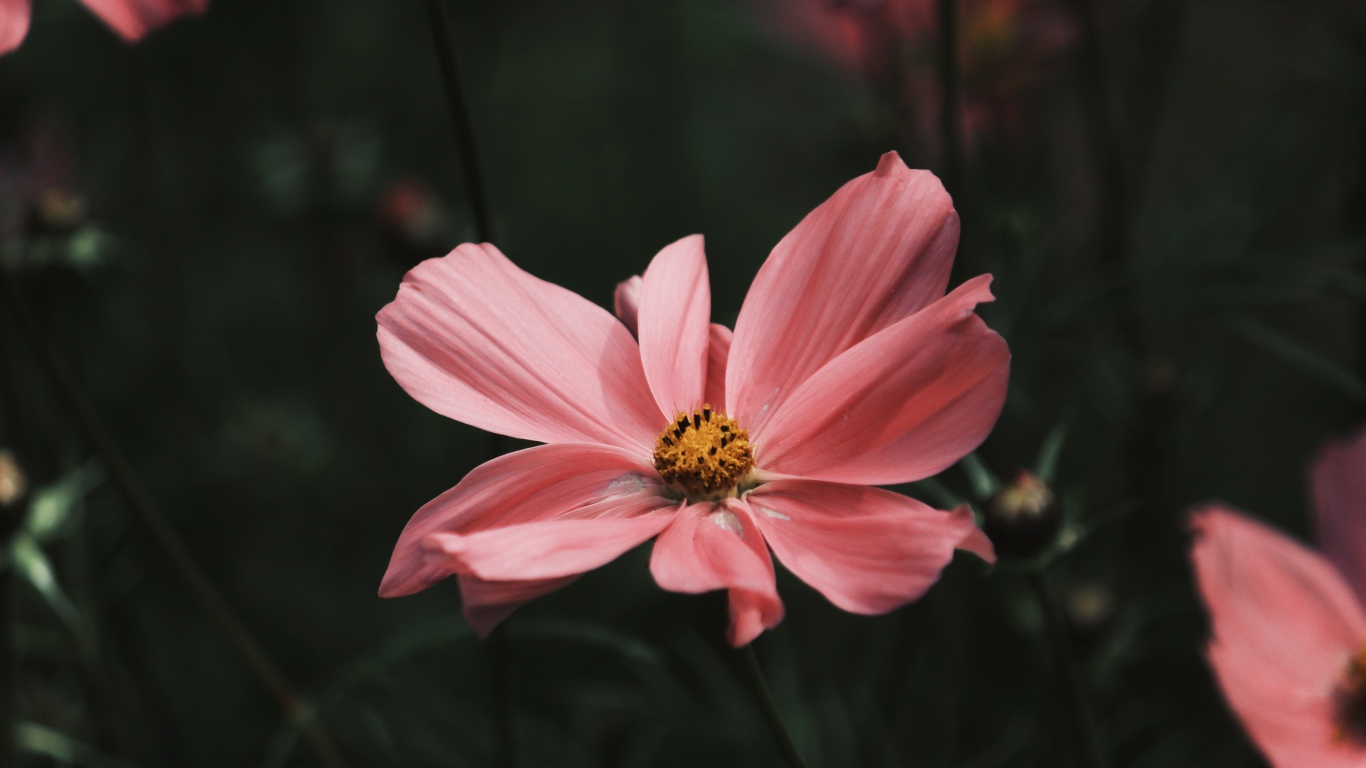 Розовый цветок космеи с бутонами крупным планом