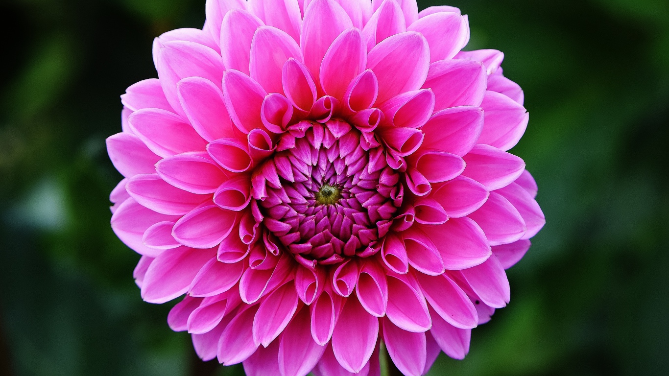 Розовый цветок георгины крупным планом