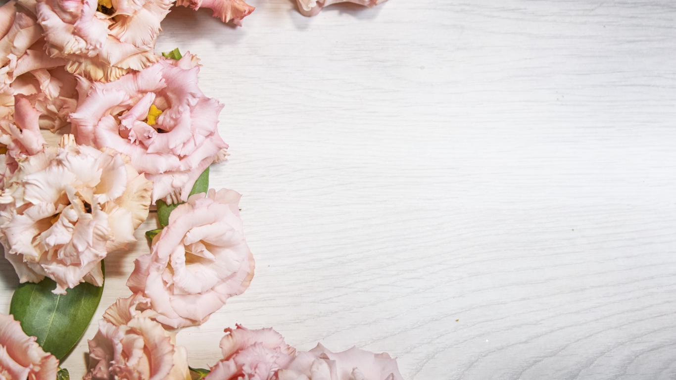 Розовые цветы эустомы на шаблоне для открытки 