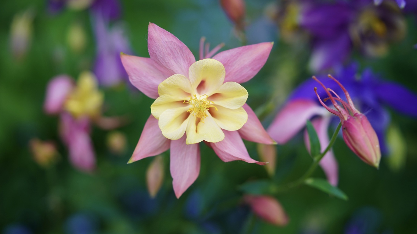 Розовые цветы водосбор крупным планом