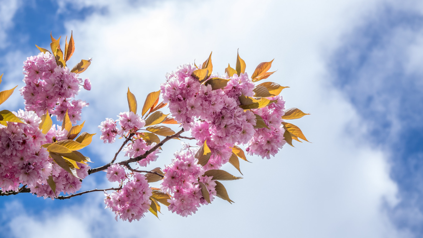 Розовые цветы на ветке на фоне неба с белыми облаками