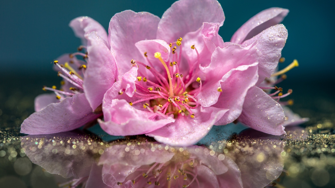 Розовые цветы отражаются в поверхности