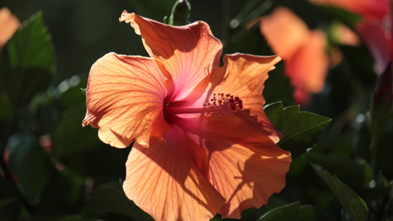 Розовый цветок гибискуса в лучах солнца на клумбе 