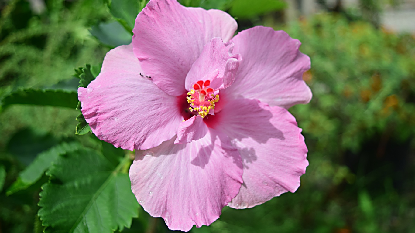 Розовый цветок гибискуса на клумбе крупным планом