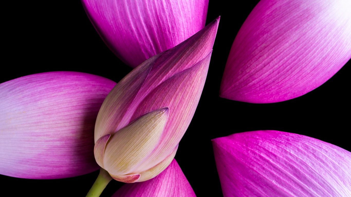 Розовые бутоны Лотоса на черном фоне