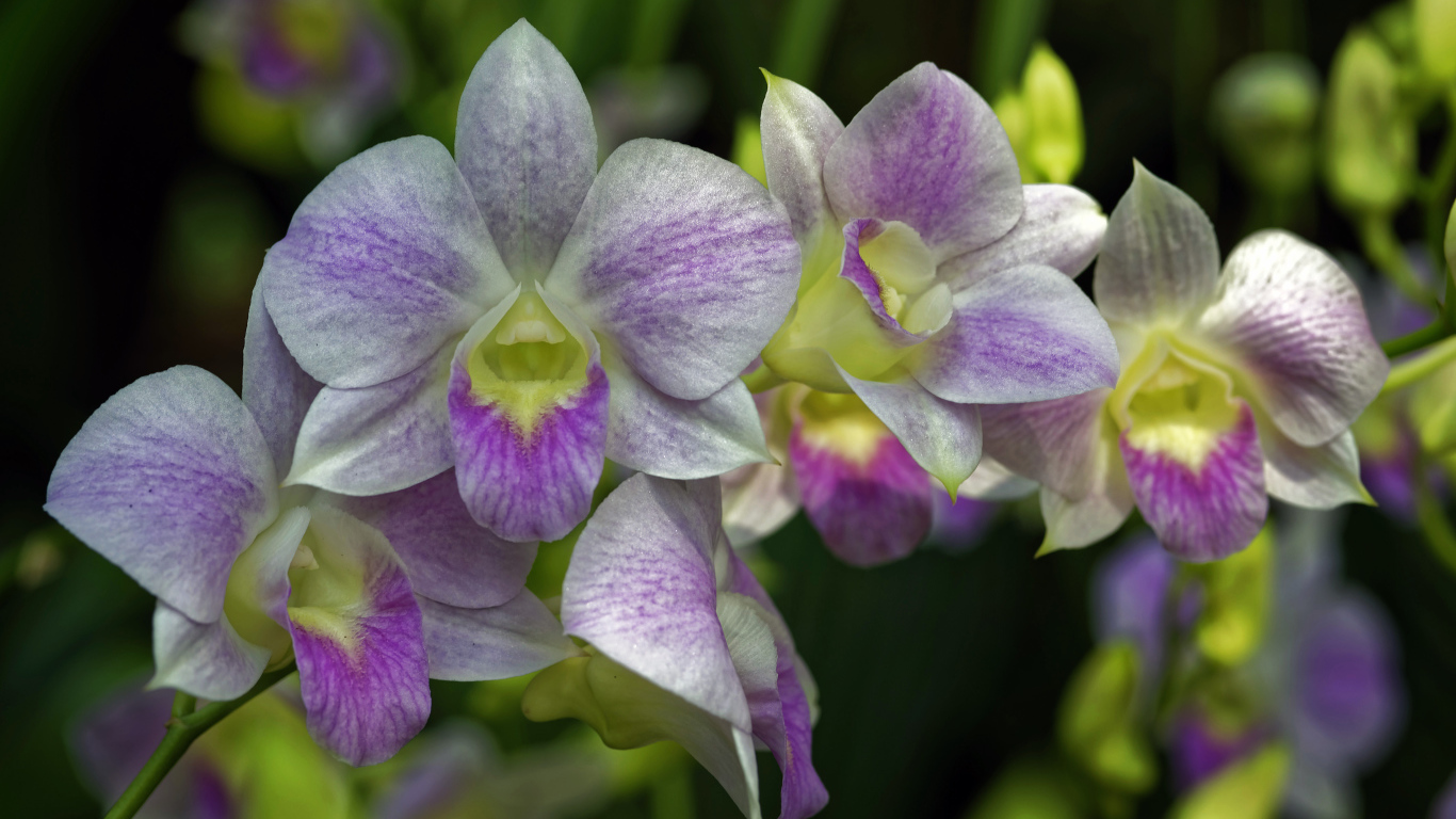 Розовые цветы орхидеи крупным планом