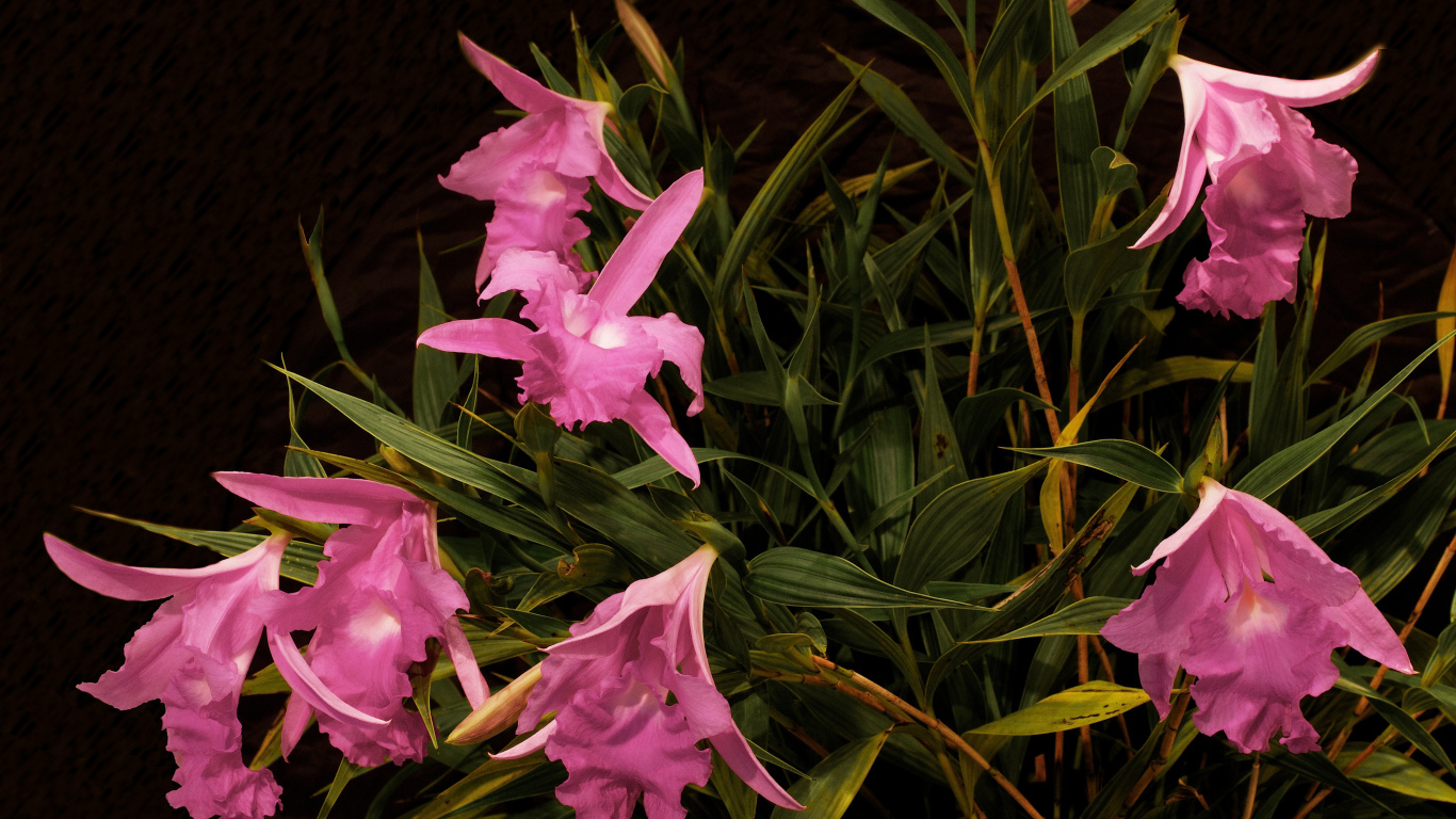 Розовые цветы орхидеи в зеленых листьях 