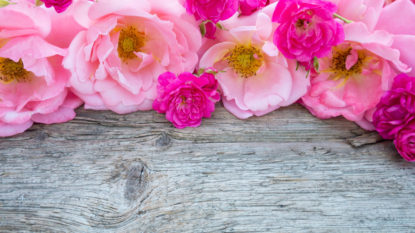 Розовые цветы парковой розы на деревянном столе 